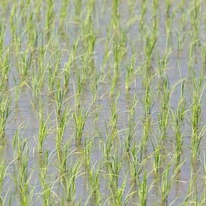 校章などサムネイル